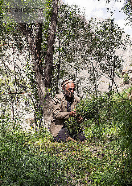 Farmer is going to collect grass from Hushe village