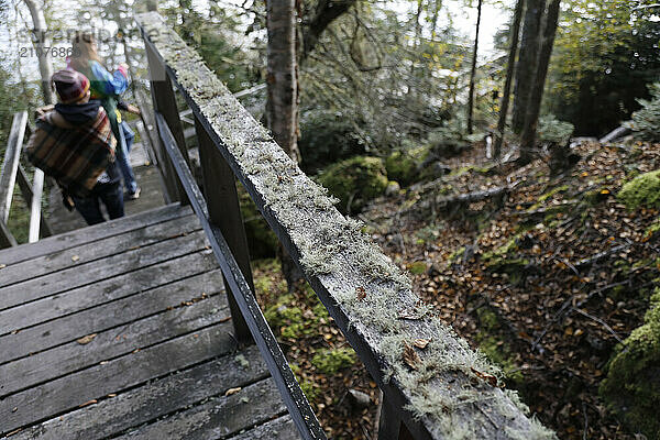 Moss and lichens growing on handrail in the forest  Grand Portage  Minnesota  USA