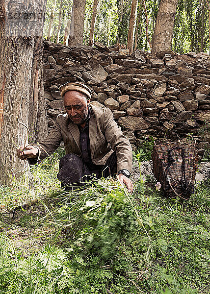 Farmer is going to collect grass from Hushe village