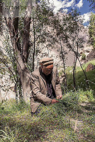 Farmer is going to collect grass from Hushe village