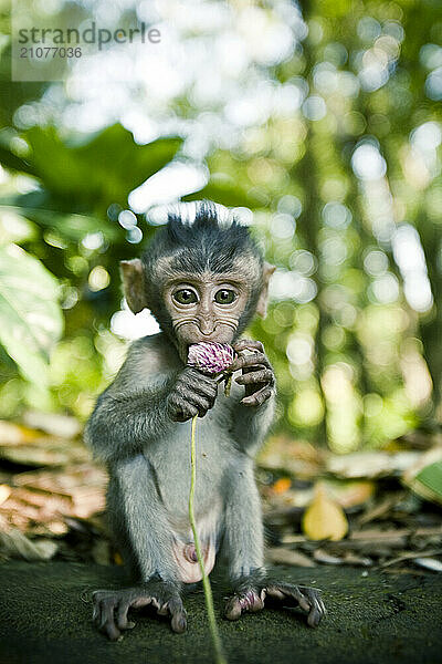 Baby monkey sitting on stone wall  eating a flower.