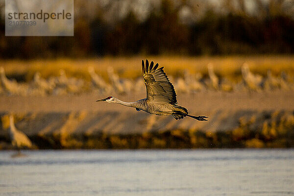 Sandhill migration