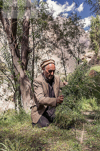 Farmer is going to collect grass from Hushe village