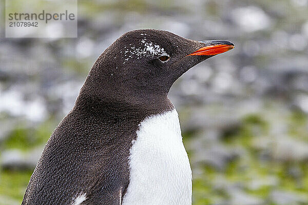 Adult gentoo penguin (Pygoscelis papua)  with very small white ocular patch at Brown Bluff near the Antarctica  Polar Regions