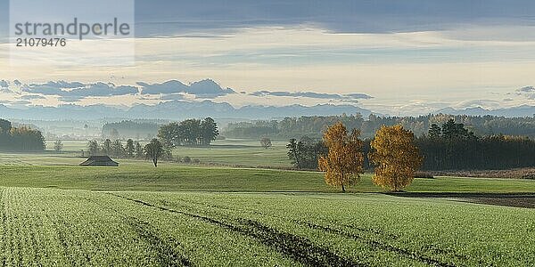 Herbstliche Morgenstimmung mit Alpenpanorama im Ried von Ebersbach