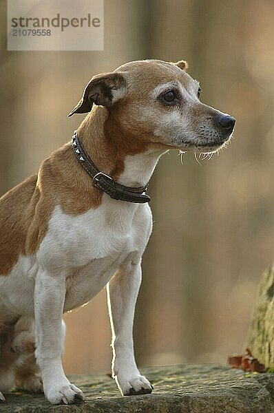 Jack Russel-Terrier  Rüde  Wald  im Gegenlicht