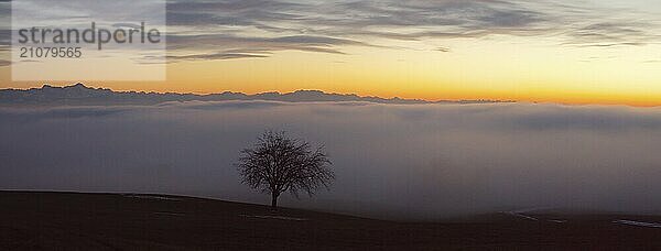 Baum mit Ausblick über das Nebelmeer am Bodensee  Inversionswetterlage mit Alpenblick