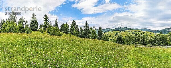 Schönes Frühlingspanorama mit einer Wiese voller bunter Feldblumen  einem Wanderweg und einer Reihe grüner Bäume  in der Nähe der Stadt Sadova  Rumänien  Europa