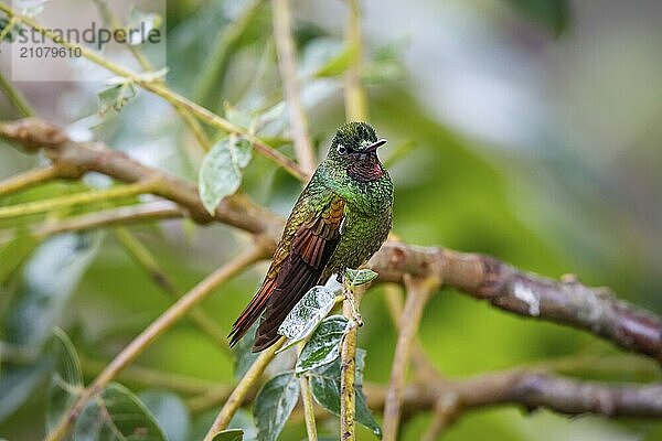 Schön gefärbter brasilianischer Rubin auf einem Ast vor unscharfem grünem Hintergrund  Serra da Mantiqueira  Atlantischer Wald  Itatiaia  Brasilien  Südamerika