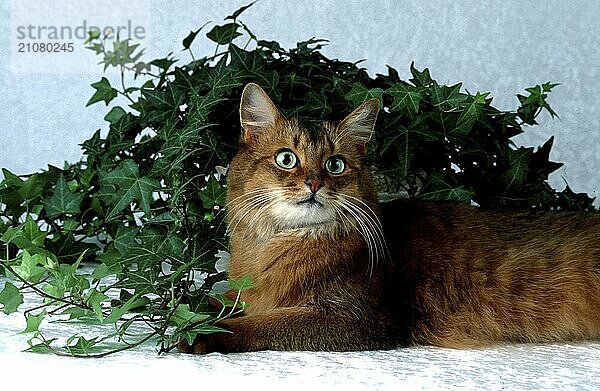 Somali  Katze  2 Jahre  wildfarben