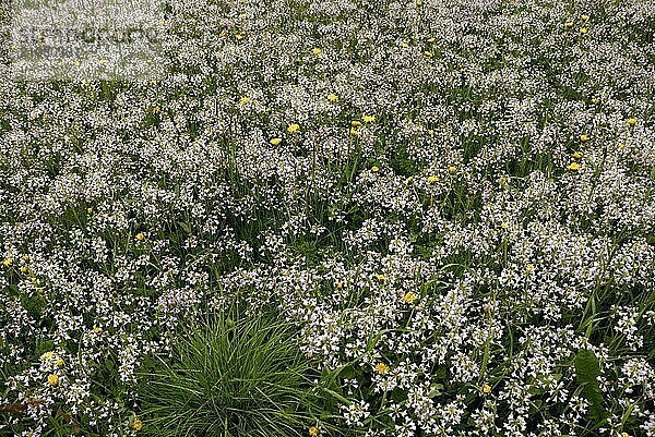 Flower meadow in Buardalen near Odda  Hordaland  Norway  Europe