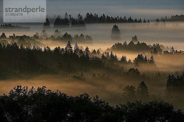 Nebelschwaden zwischen Bäumen im Morgenlicht  Gegenlicht  Herbst  Loisach-Kochelsee-Moor  Alpenvorland  Bayern  Deutschland  Europa