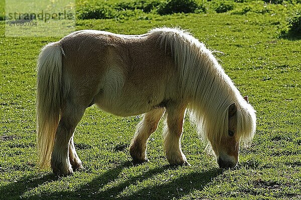 Shetlandpony im Gegenlicht