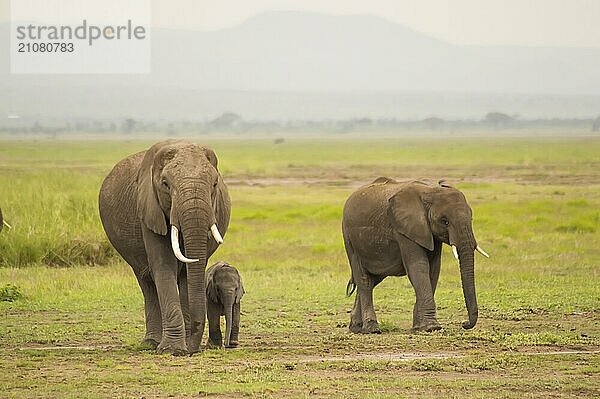 Elefantenfrontansicht mit seinem Jungen in der Savanne des Amboseli Parks in Kenia