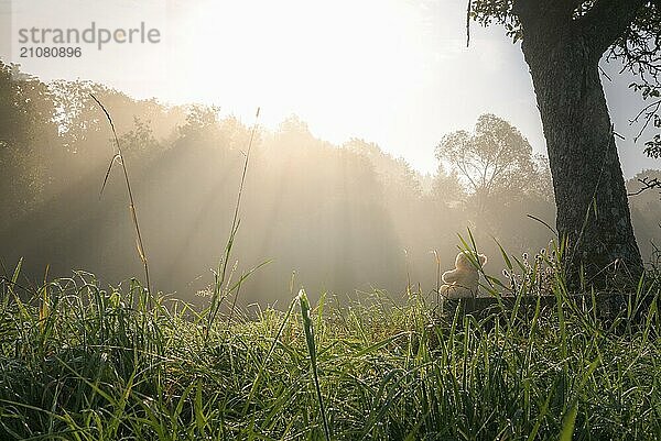 Schöne Morgenlandschaft mit einem Plüschtier auf einer Holzbank  unter einem Baum  umgeben von grünem hohen Gras und einem Wald im Hintergrund  gebadet in Sonnenstrahlen und Nebel