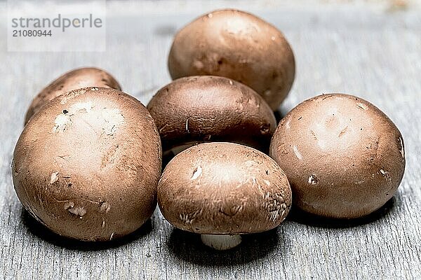 Champignon Braun auf grauem Hintergrund  Close up