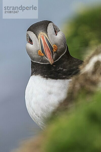 Papageitaucher (Fratercula arctica) sitzt auf einer Klippe am Meer  frontal  Porträt  Sommer  Latrabjarg  Westfjorde  Island  Europa