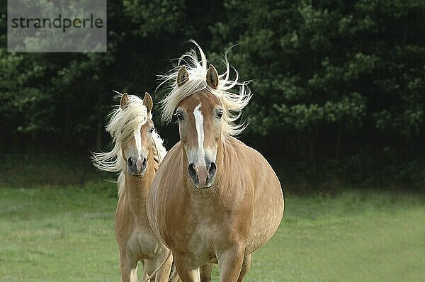 Zwei Haflinger in der Bewegung