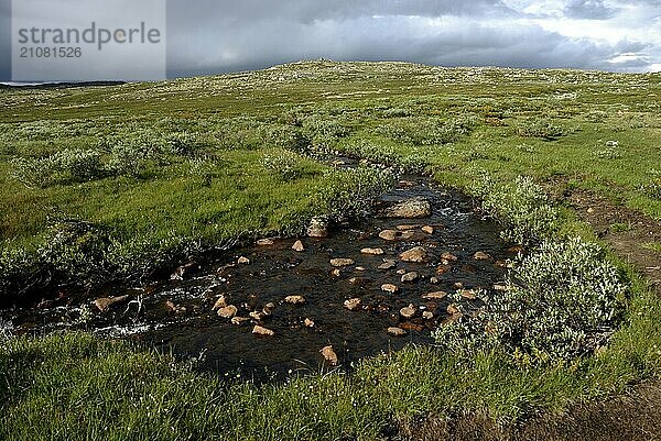 Stream near Marbu  Hardanger Vidda  Telemark  Norway  Europe