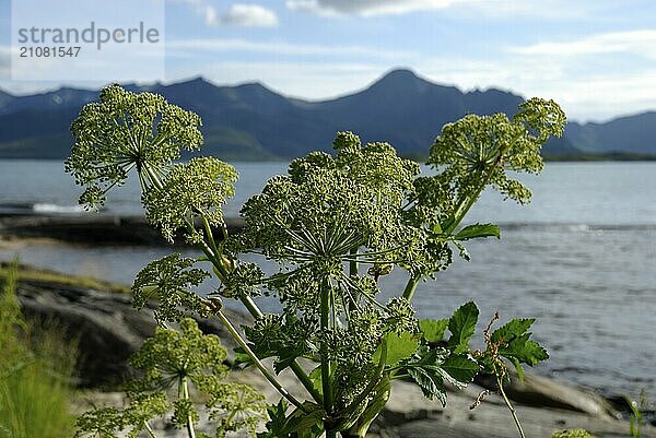 Angelica archangelica  Skaland  Senja  Troms  Norway  Europe