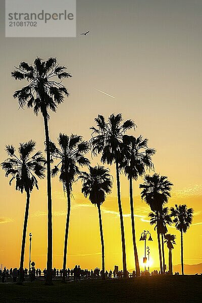 Die Silhouetten von Palmen bei Sonnenuntergang am Venice Beach  Los Angeles  USA  Nordamerika