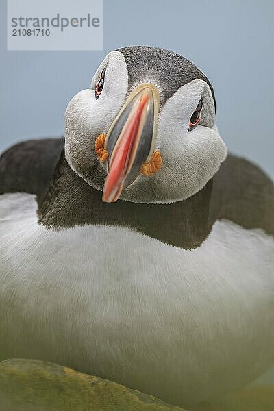 Papageitaucher (Fratercula arctica) sitzt auf einer Klippe am Meer  frontal  Porträt  Sommer  Latrabjarg  Westfjorde  Island  Europa