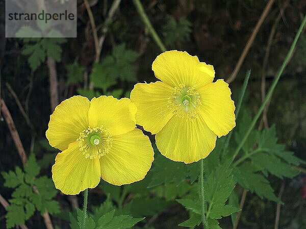 Nahaufnahme von zwei leuchtend gelben walisischen Mohnblumen vor einem dunklen Hintergrund