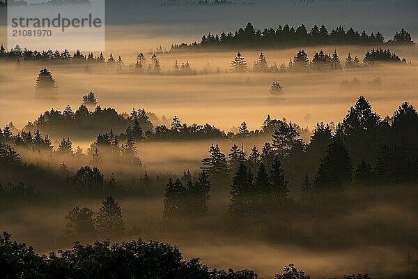 Nebelschwaden zwischen Bäumen im Morgenlicht  Gegenlicht  Herbst  Loisach-Kochelsee-Moor  Alpenvorland  Bayern  Deutschland  Europa