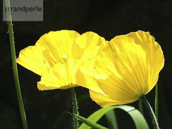 Nahaufnahme von zwei leuchtend gelben walisischen Mohnblumen vor einem schwarzen Hintergrund