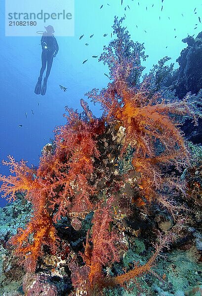 Rote Weichkoralle (Dendronephthya) Weichkorallen im Roten Meer  im Hintergrund Silhouette von Taucher Taucherin  Rotes Meer  Zerib Kebir  El Quseir  Marsa Alam  Ägypten  Afrika