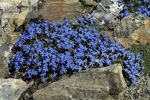 Gentiana brachyphylla  Botanical Garden  Tromsö  Troms  Norway  Europe