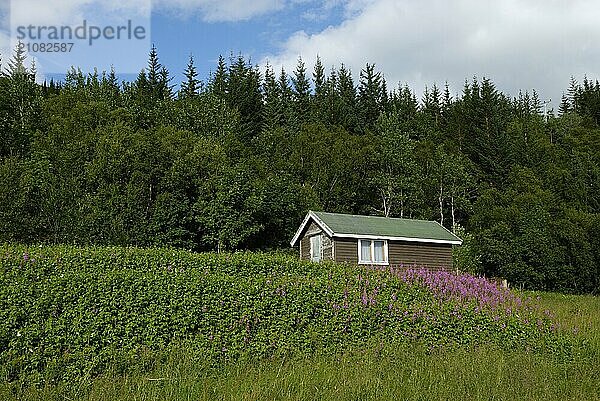 Log cabin near Skaland  Senja  Troms  Norway  Europe