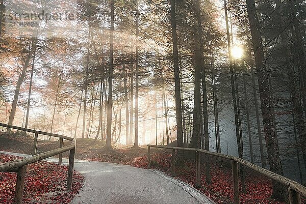 Schönes Herbstbild mit einer Straße  die durch einen herbstlich gefärbten Wald führt  während die Sonne durch den Morgennebel scheint  in Füssen  Deutschland  Europa