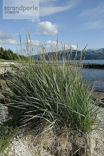 Marram grass on the coast near Skaland  Senja  Troms  Norway  Europe