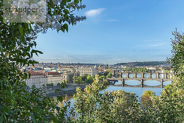 Schönes Stadtbild mit der Prager Altstadt  der Moldau und ihren zahlreichen Brücken  umrahmt von Baumzweigen und Blumen  an einem sonnigen Tag