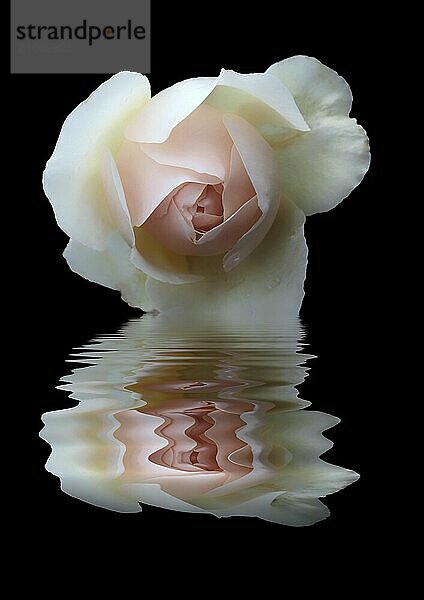 Eine schöne einzelne rosa Rose spiegelt sich in dunklem Wasser auf einem schwarzen Hintergrund