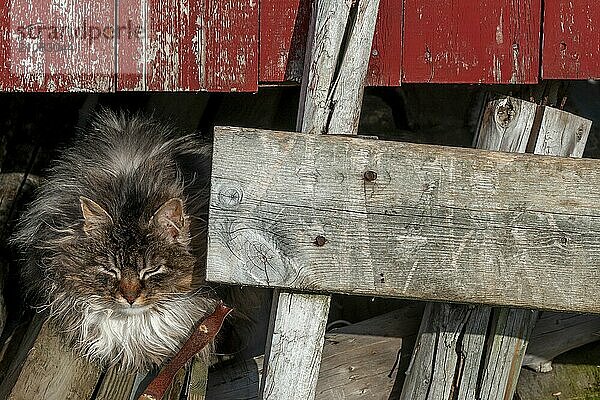 Cat  Å i Lofoten or Å for short  Lofoten  Northern Norway  Norway  Europe