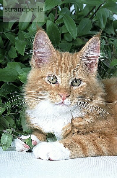 Maine Coon Katze