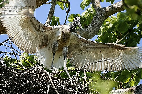 Tiefblick auf einen jungen Jabiru Storch  der versucht  mit ausgebreiteten Flügeln aus seinem Nest in einem grünen Baum zu fliegen  Pantanal Feuchtgebiete  Mato Großo  Brasilien  Südamerika