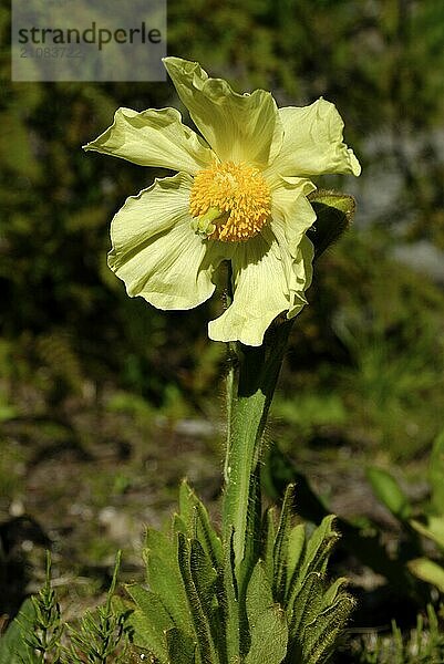 Meconopsis integrifolia  Botanical Garden  Tromsö  Troms  Norway  Europe