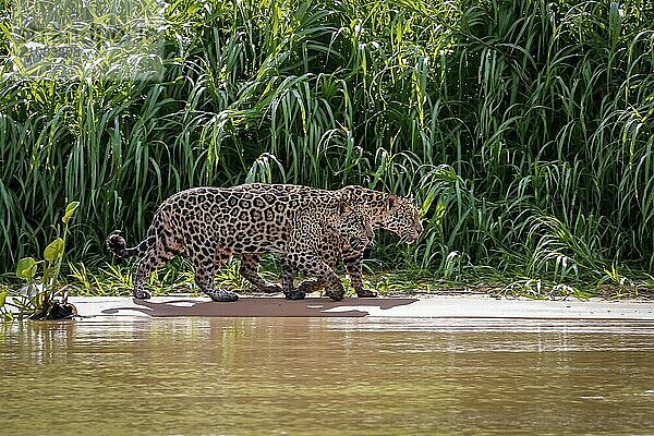 Zwei Jaguar (Panthera onca)  die im Sonnenlicht entlang des Flusses vor grünem Hintergrund spazieren gehen  Seitenansicht  Pantanal Feuchtgebiete  Mato Großo  Brasilien  Südamerika