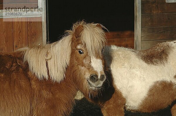 Zwei Shetlandponys  Paddockbox