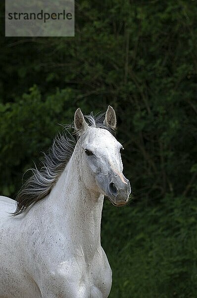 Vollblutaraber  Schimmel