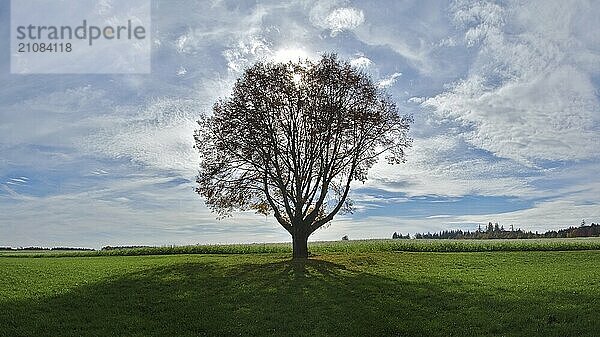 Einzelner Baum im Gegenlicht