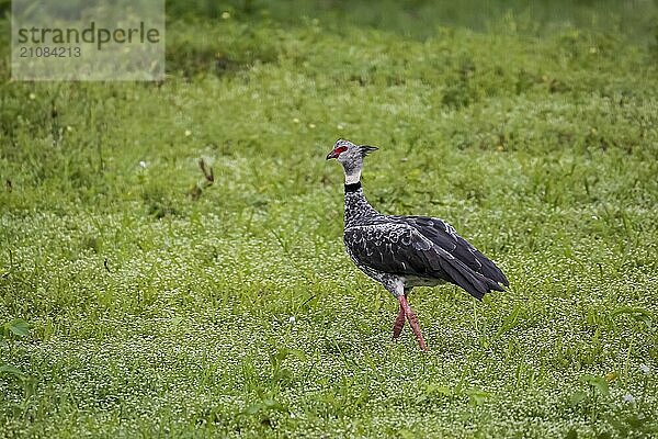 Schöner Südlicher Schreihals auf einer üppigen grünen Wiese  Pantanal Feuchtgebiete  Mato Großo  Brasilien  Südamerika