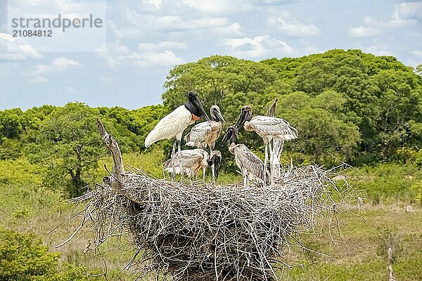 Blick auf ein Jabiru Nest mit Jungtieren auf einem Baum und einem angrenzenden Beobachtungsturm vor blauem Himmel mit Wolken  Pantanal Feuchtgebiete  Mato Großo  Brasilien  Südamerika