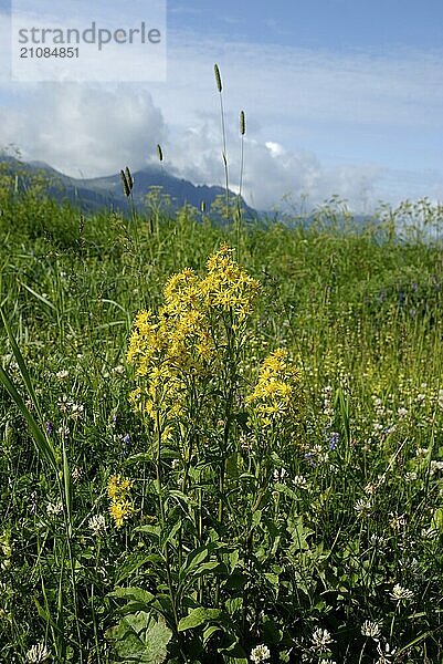 Solidago virgaurea  Skaland  Senja  Troms  Norway  Europe