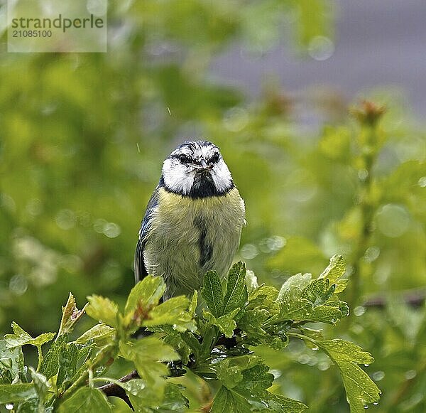 Kleiner Gartenvogel erwachsene Blaumeise im Regen mit Futter für Junge