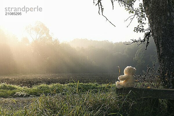 Natur Schönheit Thema Bild mit einem Teddybär Spielzeug sitzen  allein  auf einer alten Holzbank  unter einem hohen Baum  beobachten die Sonnenstrahlen durchdringen den Nebel  über einen Wald