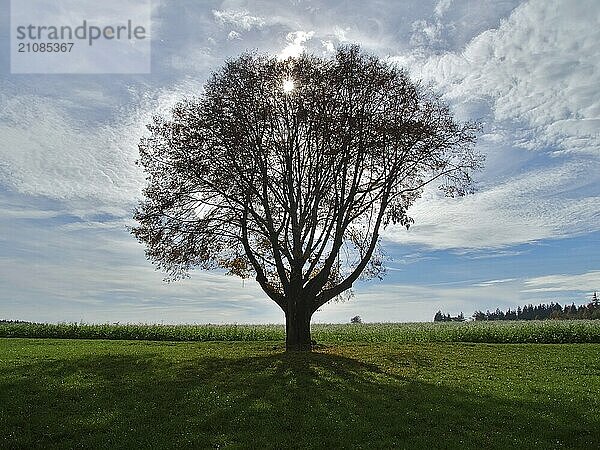 Einzelner Baum im Gegenlicht